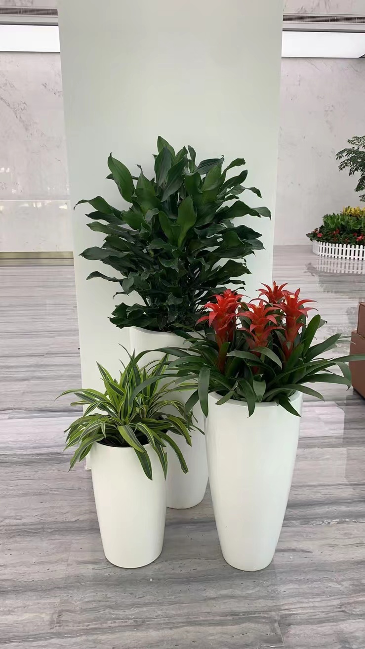 室內擺放綠植 健康與美學的雙贏選擇——無錫綠植租賃服務解析