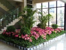 蘇州相城綠植養護 打造宜人生活的自然之選