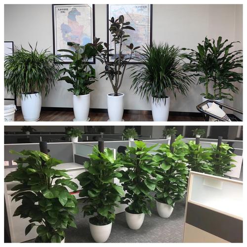 天津花卉銷售綠植租擺 天津綠植出租公司 室內外花卉租賃歡迎來電咨詢