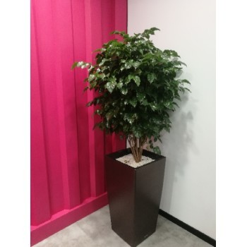 津城綠意 租賃更健——天津和平區綠植花卉全方位服務之家