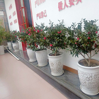綿陽植物出租哪里找？花卉綠植租借全攻略